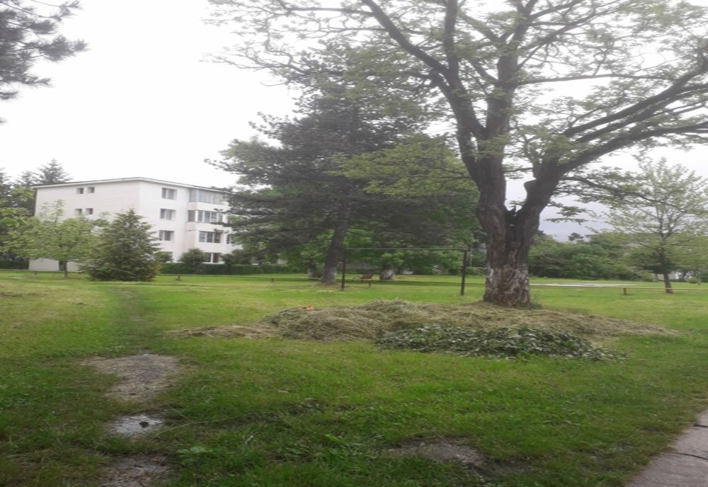 Iarba cosită din municipiul Petroșani putrezește printre blocuri