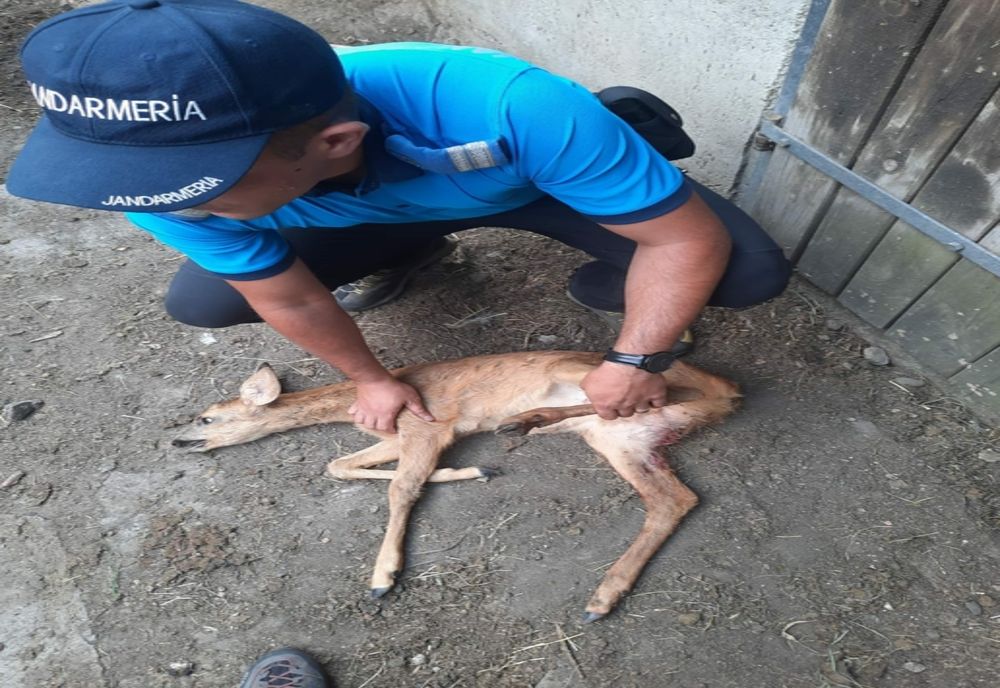 Un pui de căprioară rănit în municipiul Petroșani, salvat de jandarmii montani