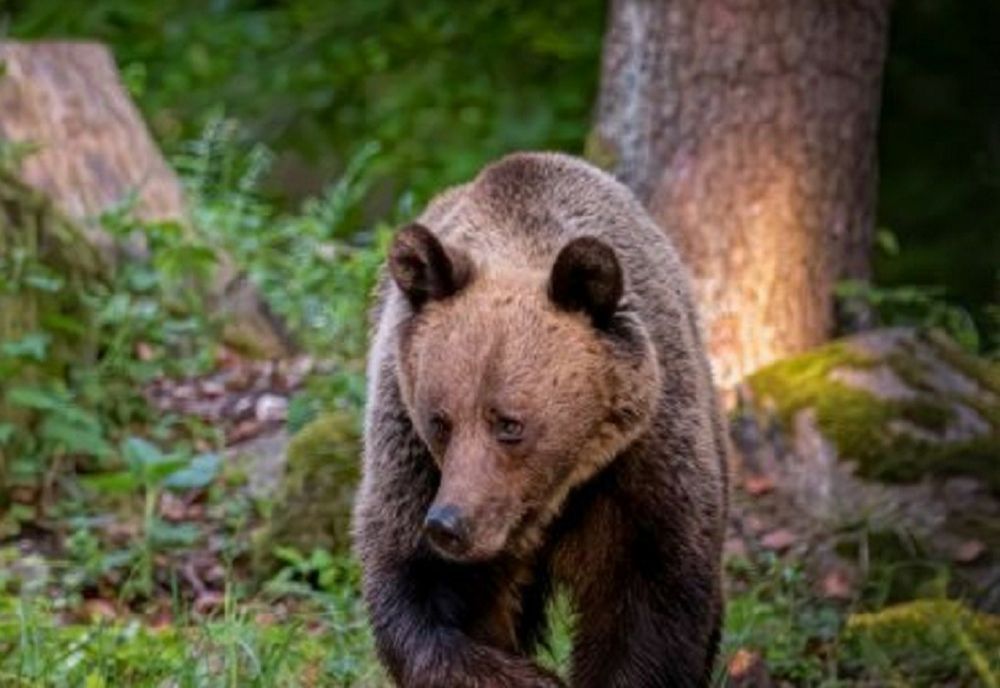 Un urs i-a făcut pe jandarmii din Petroșani să închidă zona de agrement Brădet