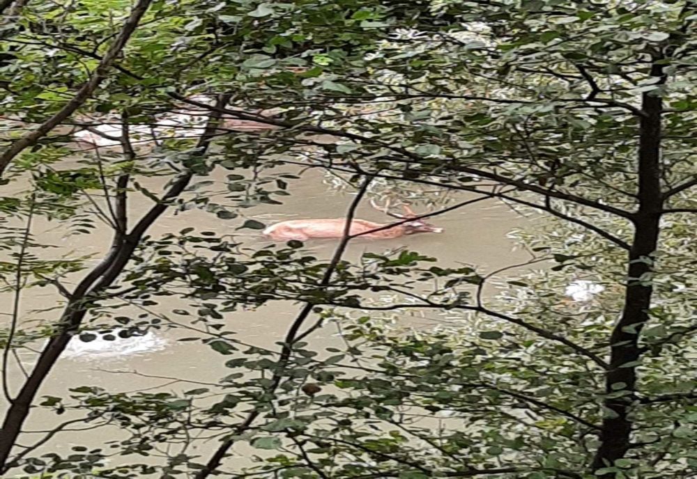 Cerb eutanasiat. Alergat de lupi a căzut în Jiu
