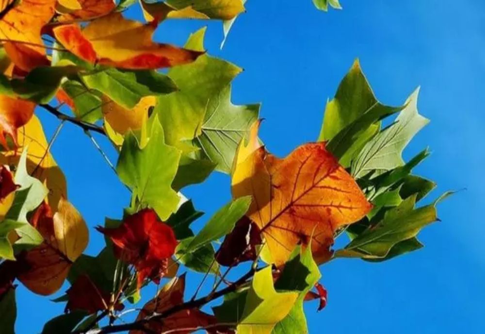 Temperaturi pozitive și vreme frumoasă, zilele acestea. La ce să se aștepte românii pe final de octombrie