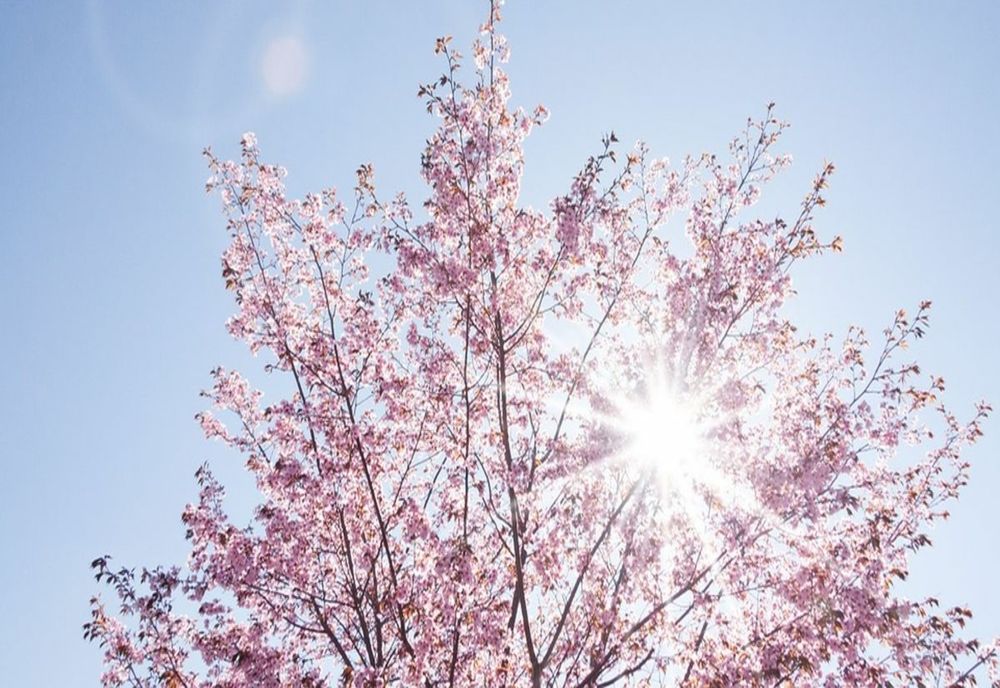 Vreme frumoasă și caldă în vestul țării