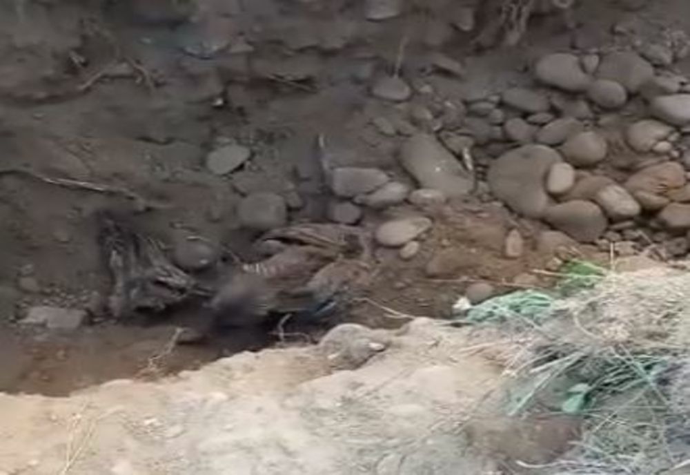 Salvatori cu suflet mare: pompierii hunedoreni s-au străduit mai bine de patru ore să salveze o cățelușă