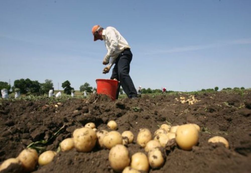 Cererea de cartofi este destul de redusă; obiceiurile de consum s-au schimbat