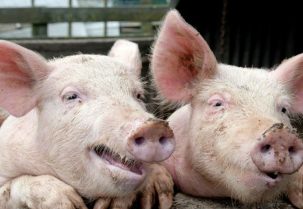 PREȘEDINTELE ANSVSA, RECOMANDĂRI REFERITOARE LA CUMPĂRAREA CĂRNII DE PORC DE CRĂCIUN