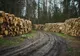 RAPORT| Aproape 200 de cazuri de tăieri ilegale de arbori în județul Hunedoara, anul trecut