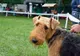 Începe „Hunedoara Dog Show”! Cei mai frumoși câini se adună pe stadionul de la Simeria