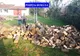 Tăierile ilegale de arbori, în vizorul polițiștilor. Razii în câteva localități ale județului