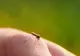 Un hunedorean, infectat cu West Nile. O altă persoană din județ este suspectată că ar fi contractat virusul