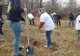 O sută de puieţi de stejar, plantaţi în Pădurea Chizid de lângă Hunedoara