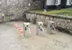 Turnicheţii de la Castelul Corvinilor au stârnit controverse. „Nici la Versailles nu se plătește să intri în curte”
