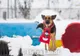 FOTO| Moș Crăciun a ajuns și la Dog Park din Deva. Daruri pentru simpaticele patrupede
