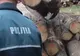 A tăiat arborii fără a deține autorizație
