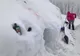 FOTO+VIDEO: Au supraviețuit în condiții extreme