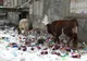 VIDEO: Vacile maidaneze caută mâncare într-un bloc dezafectat