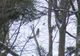 FOTO| Doi râşi, fotografiaţi la intrarea în Parcul Naţional Retezat. Imagini rare