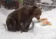 Baloo a împlinit 19 ani