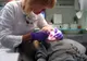 „Ziua Mondială a Sănătăţii Orale”| Incidența cariei dentare în rândul școlarilor, în creștere