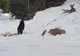VIDEO| Întâlnire cu „Moș Martin” într-o pădure din Parcul Natural Grădiștea Muncelului -Cioclovina