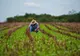 Consilier specialist în domeniul agriculturii