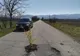 “Dacă mergeți spre Sibișel, nu uitați să udați pomii!”. Copaci plantați în gropile de pe drum, în semn de protest