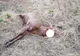 FOTO| Cerb ucis, în mod barbar, de braconieri la Zeicani. Animalul a fost decapitat