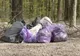 Pădurea din zona de agrement Căprioara, ecologizată de „Ziua Pământului”