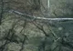 VIDEO| Bucurie la „piscină”. Mistreţi filmaţi în Parcul Natural Grădiştea Muncelului -Cioclovina