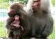 FOTO| Locatar nou la Grădina Zoologică din Hunedoara. S-a născut un pui de babuin