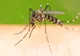 Virusul West Nile, recomandări de la DSP Hunedoara. Un caz de îmbolnăvire, confirmat şi în judeţ, vara trecută