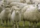 Începe campania de vaccinare împotriva variolei ovine și caprine în județul Hunedoara