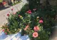 Acţiune de plantare de flori în parcul de la poalele Cetăţii