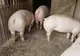 Un primar își taie porcii de frica pestei porcine africane