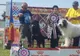 Weekend cu blănoși, la Simeria. O nouă ediție a evenimentului „Hunedoara Dog Show”