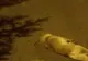 Imagini dureroase pentru iubitorii de animale, la Orăştie. „Nişte ticăloşi fără suflet!”