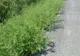 Campanie anti-ambrozie. O zi dedicată eliminării acestei plante nocive