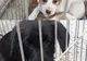Flash-mob pentru conștientizarea importanței colectării selective
