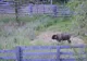Puiul de zimbru născut, în urmă cu doi ani, la „Zoo” Hunedoara, eliberat în sălbăticie. Romarta a ajuns la Armeniș