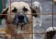 Problema câinilor fără stăpân din Deva va fi rezolvată în cursul lunii februarie