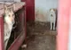 Târg de adopție pentru câinii fără stăpân din adăpostul din Hunedoara, organizat în weekend