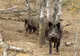 Și-a antrenat câinii de vânătoare pe doi mistreți captivi