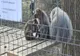 Un pui de babuin, noua vedetă de la Zoo Hunedoara