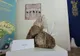 Geoparcurile din România spun ''Poveştile Pământului'' la Castelul Corvinilor