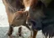 Romulus, cel mai nou „locatar” al Grădinii Zoologice Hunedoara