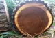 Copacul pe care NU ai voie să-l tai în România - legea INTERZICE TOTAL asta: amendă uriașă