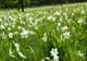 Festivalul Narciselor, o atracție deosebită pentru turiștii dornici să admire natura și să se distreze, în vestul țării