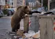 Urs fotografiat pe strada Toamnei din Hunedoara, după alerta RO-ALERT din zona Castelului Corvinilor