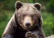 Bărbat atacat de trei urși în Hunedoara. A încercat să-și salveze vaca