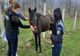 Cal confiscat de Poliția Animalelor în județul Hunedoara