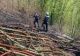 Incendiu masiv de vegetație în județul Hunedoara: 15 hectare de litieră și pășune împădurită, afectate
